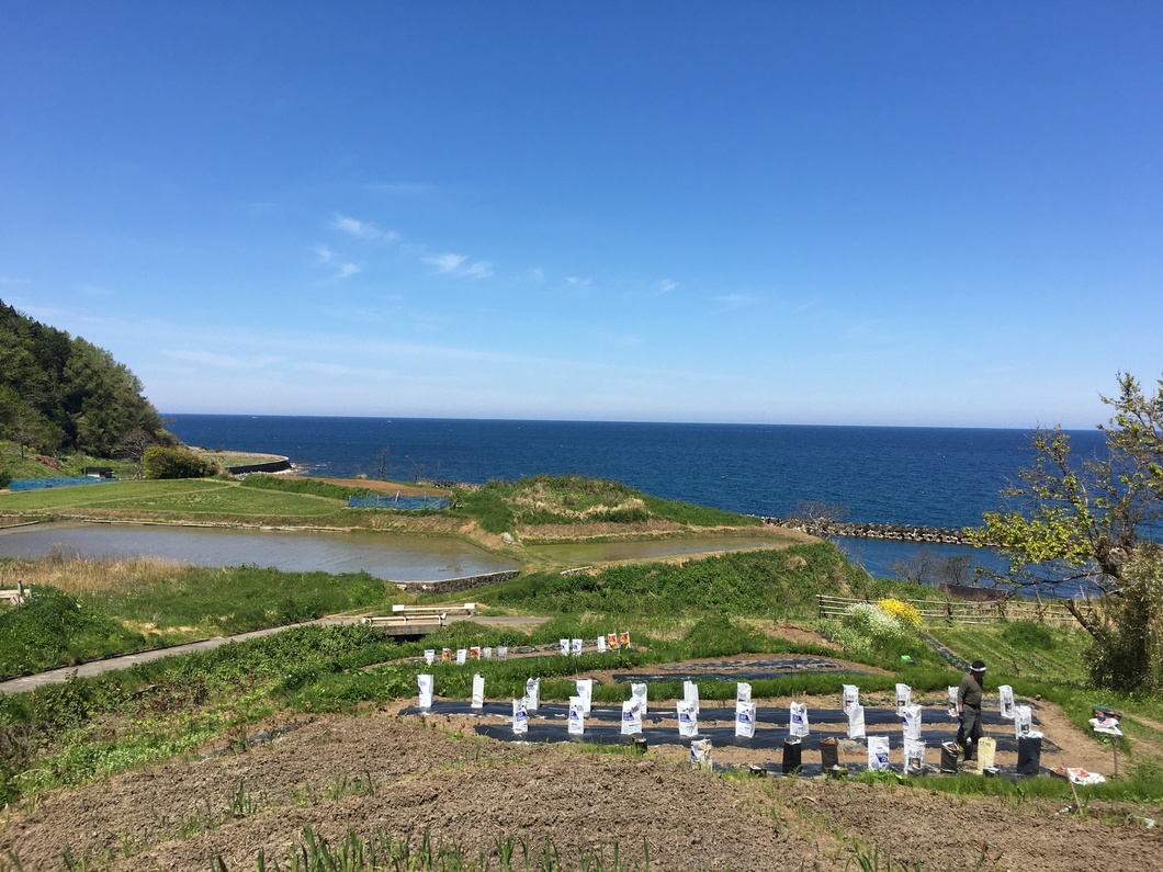 日本海を望む段々畑